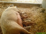 Unser erstes Schweine Hanne